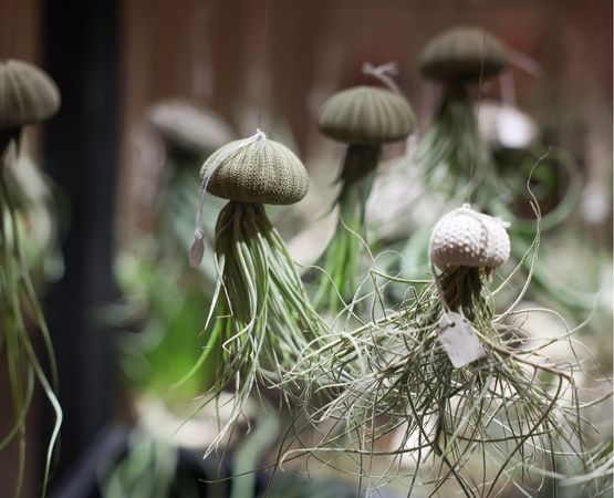 Suspensions végétales artisanales accrochées, réalisées à partir de fibres naturelles.