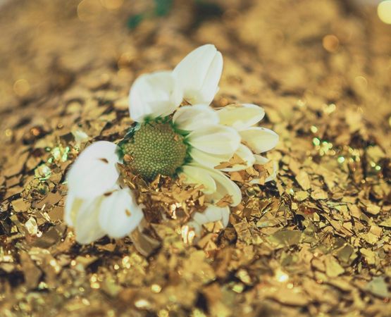 Fleur blanche posée sur des feuilles dorées, évoquant la matière or et une esthétique poétique.