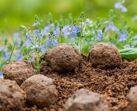Bombes de graines posées sur la terre entourées de fleurs sauvages.