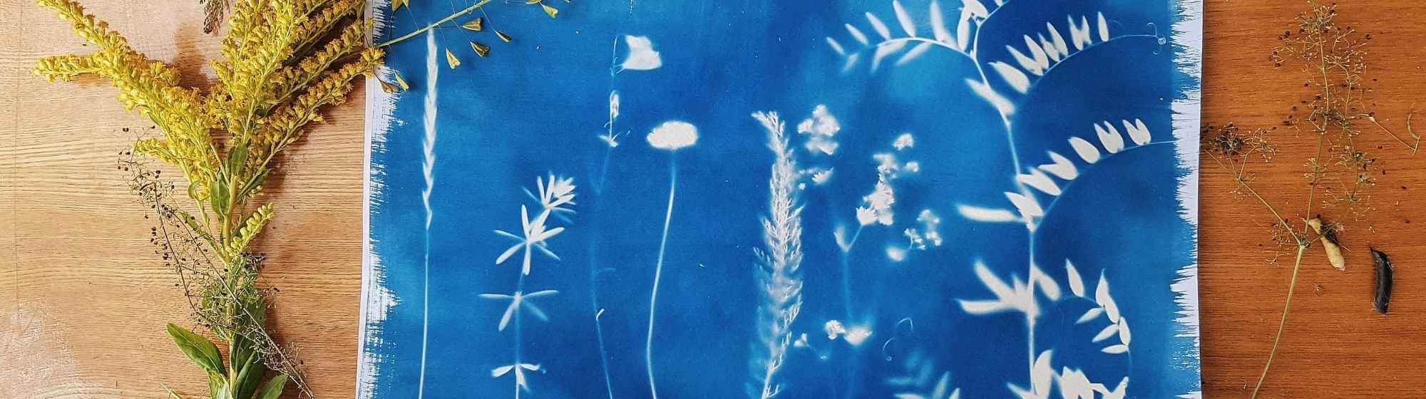 Cyanotype print showing wild plants on a blue background, surrounded by dried flowers and stems on a wooden table.