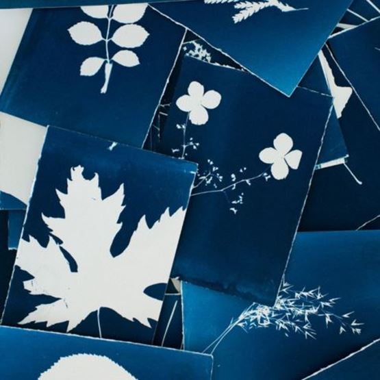 Set of cyanotype prints depicting leaves and various plants in white negative on a blue background.