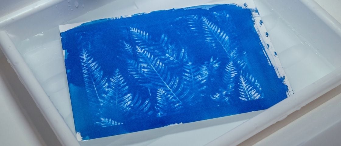 Cyanotype en cours de développement dans un bac d’eau, avec empreintes de fougères blanches sur fond bleu intense.