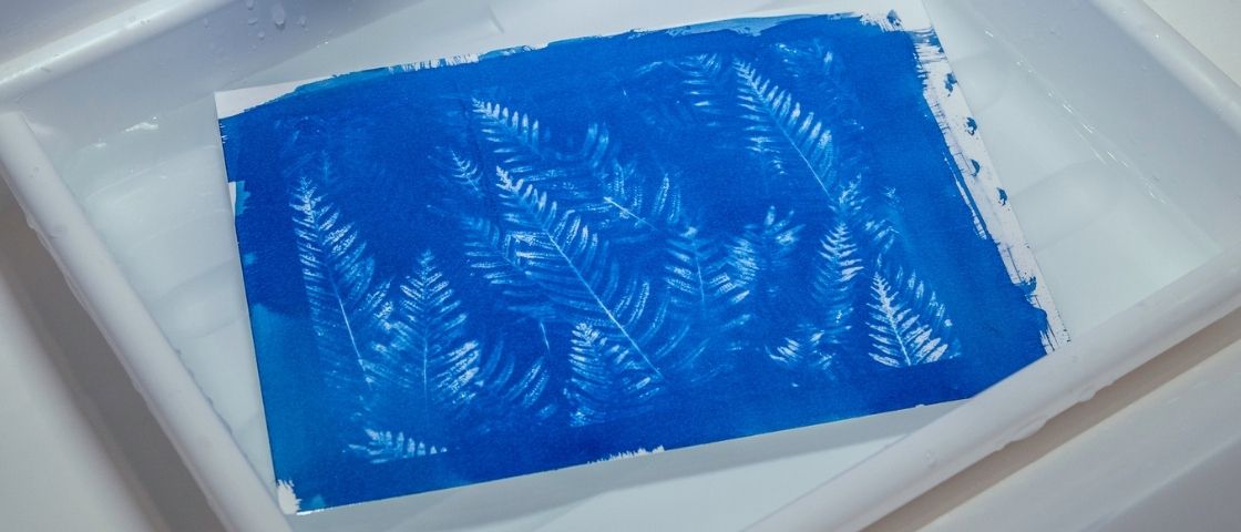 Cyanotype being developed in a tank of water, with white fern prints on an intense blue background.