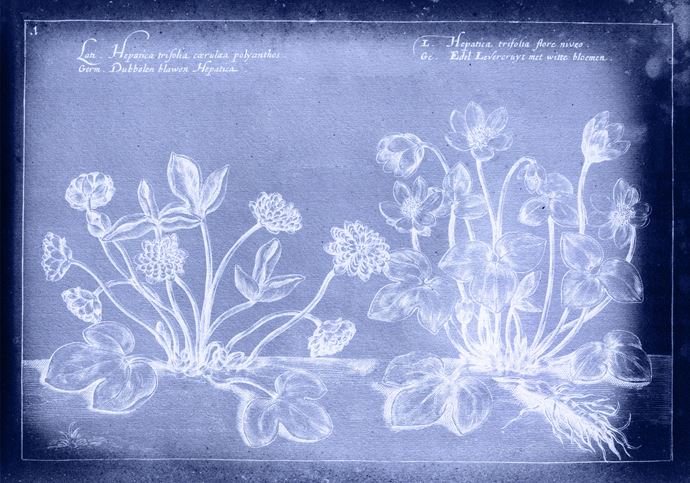Cyanotype showing an early botanical illustration of the plant Hepatica, with Latin and Germanic annotations.