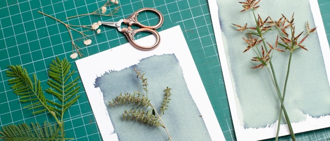 Cyanotype material with dried plants on watercolour paper, antique metal scissors, against a background of green cutting mat.