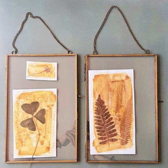 Two hanging frames containing botanical prints made using the anthotype technique.