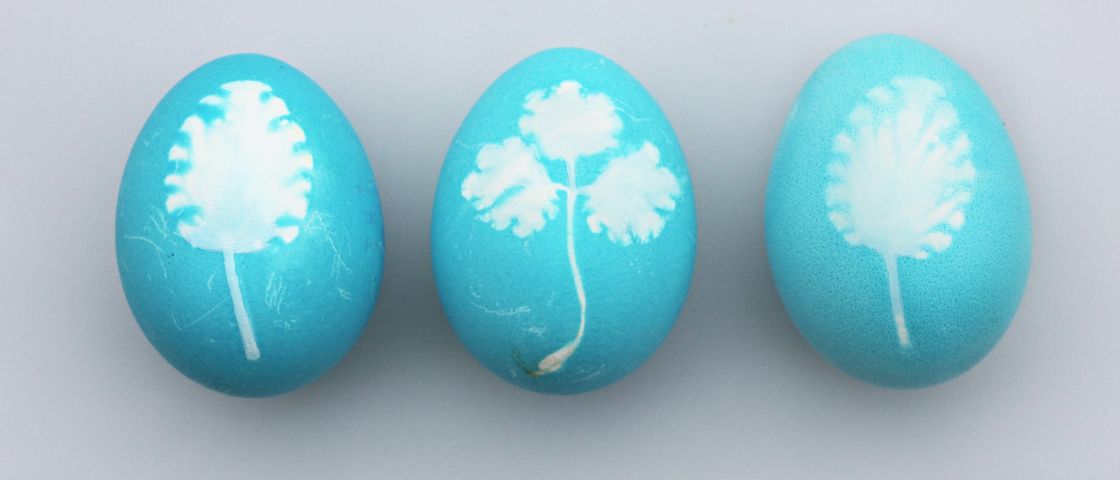 Trois œufs de Pâques bleus ornés d’empreintes blanches de feuilles.
