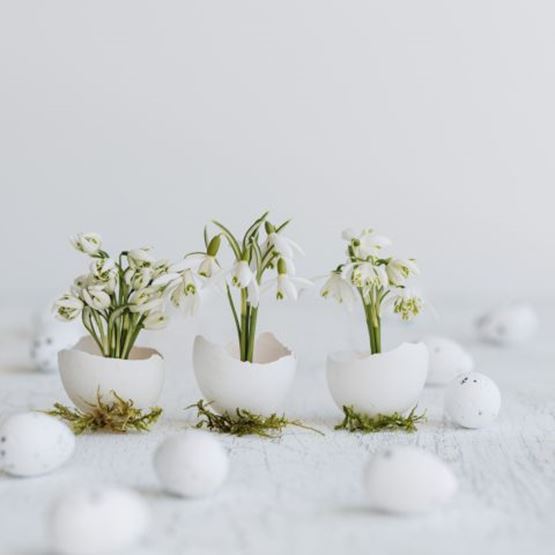 White flowers planted in empty eggshells on moss.