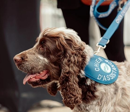 A service dog wearing a waistcoat, providing support for visitors to the show.