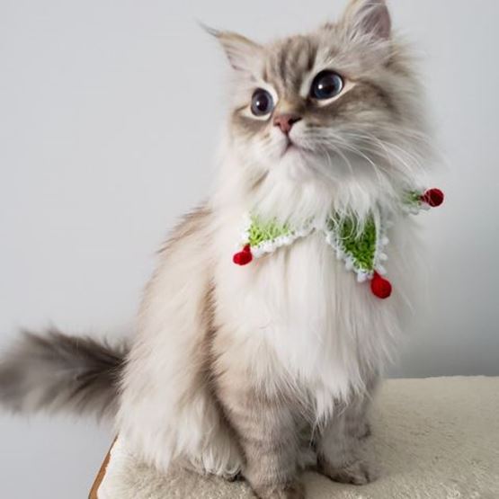 Christmas elf cat