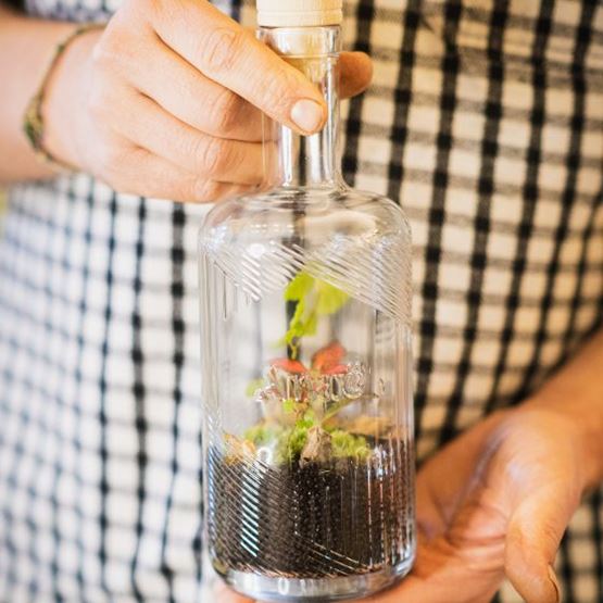Mini garden in terrarium