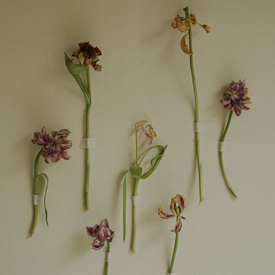 Herbier