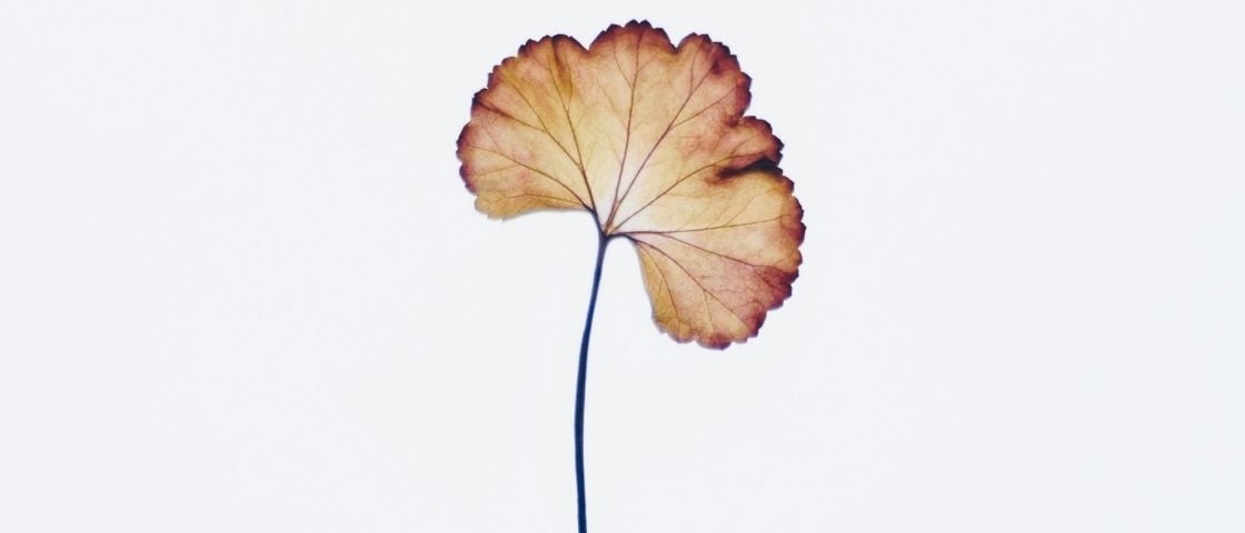 Une feuille sèche nervurée aux contours rougis, isolée sur un fond blanc.
