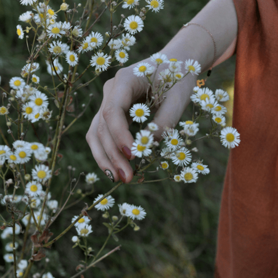 Main féminine cueillant des fleurs de camomille dans la nature.